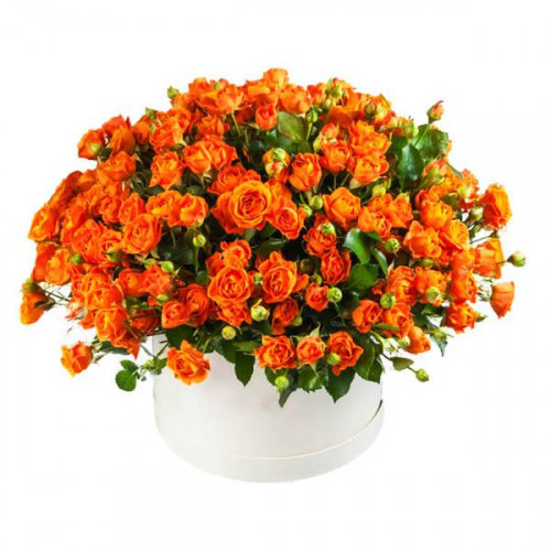 Роза флорибунда Феникс (Phoenix) Роза флорибунда Феникс (Phoenix)