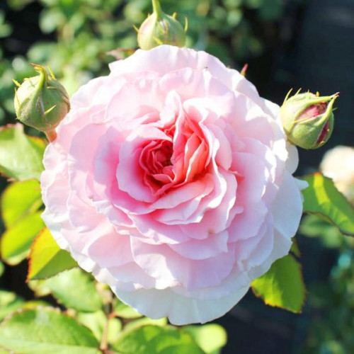 Роза плетистая Цезарь (Cesar) Роза плетистая Цезарь (Cesar)