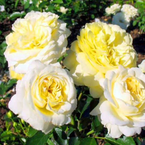 Роза шраб Патриция Кент (Patricia Kent) Роза шраб Патриция Кент (Patricia Kent)