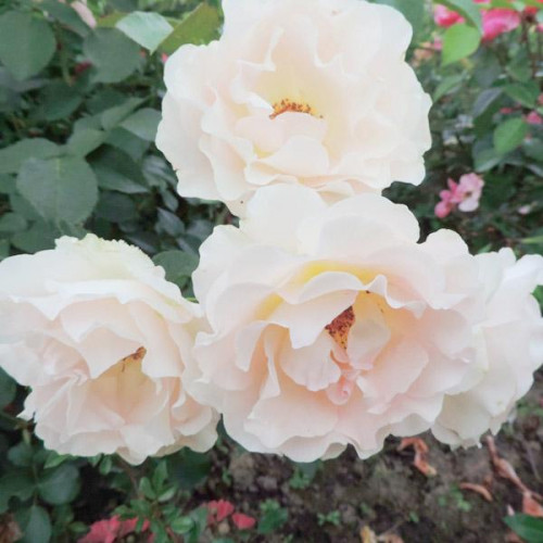 Роза шраб Рококо (Rokoko) Роза шраб Рококо (Rokoko)