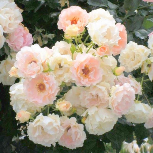 Роза шраб Рококо (Rokoko) Роза шраб Рококо (Rokoko)