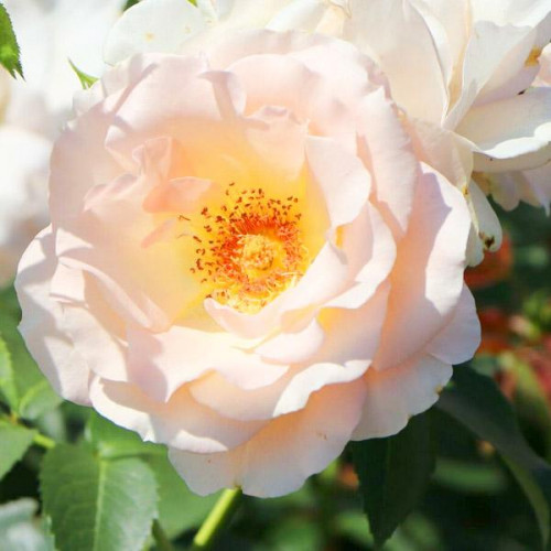 Роза шраб Рококо (Rokoko) Роза шраб Рококо (Rokoko)