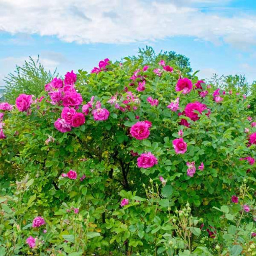 Роза шраб Уайлд Эдрик (Wild Edric) Роза шраб Уайлд Эдрик (Wild Edric)