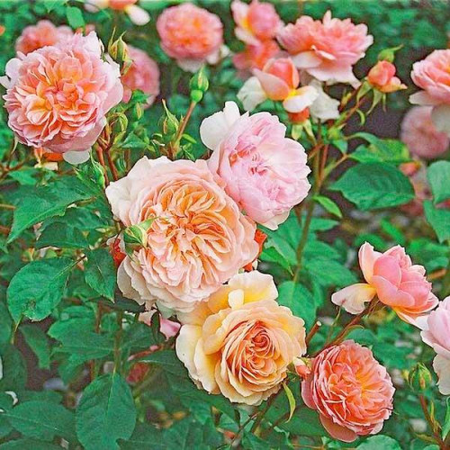 Роза английская кустовая Анна Болейн (Anne Boleyn) Роза английская кустовая Анна Болейн (Anne Boleyn)