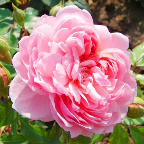 Роза английская кустовая Анна Болейн (Anne Boleyn) Роза английская кустовая Анна Болейн (Anne Boleyn)