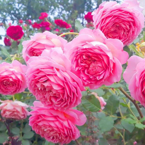 Роза английская кустовая Джубили Селебрейшн (Jubilee Celebration) Роза английская кустовая Джубили Селебрейшн (Jubilee Celebration)