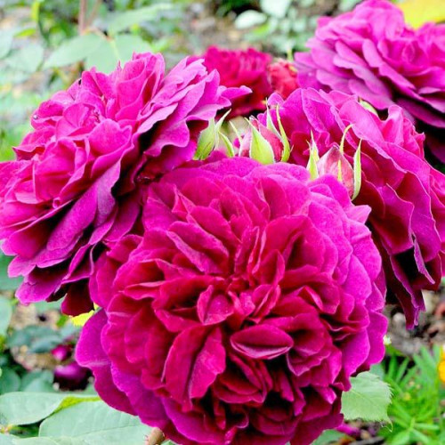 Роза английская кустовая Манстед Вуд (Munstead Wood) Роза английская кустовая Манстед Вуд (Munstead Wood)