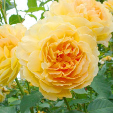 Роза английская кустовая Молинью (Molineux)