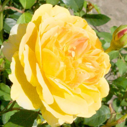 Роза английская кустовая Молинью (Molineux) Роза английская кустовая Молинью (Molineux)