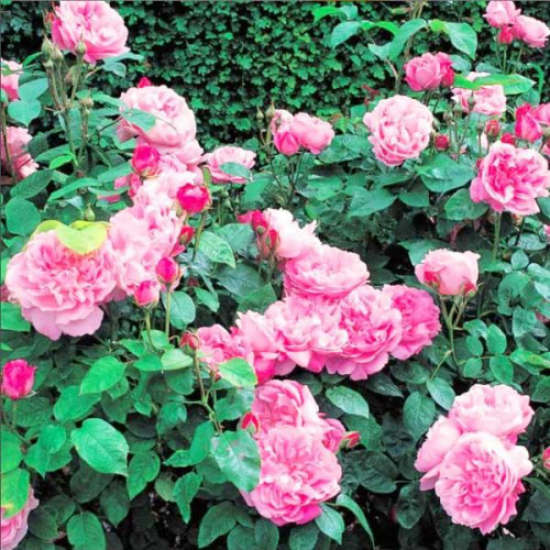 Роза английская кустовая Мэри Роуз (Mary Rose) Роза английская кустовая Мэри Роуз (Mary Rose)