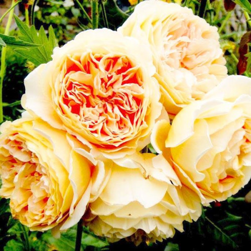 Роза английская кустовая Принцесса Маргарет (Crown Princess Margareta) Роза английская кустовая Принцесса Маргарет (Crown Princess Margareta)