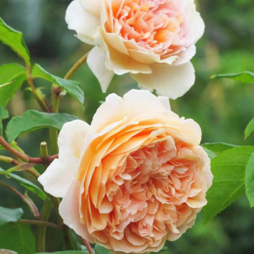 Роза английская кустовая Принцесса Маргарет (Crown Princess Margareta) Роза английская кустовая Принцесса Маргарет (Crown Princess Margareta)