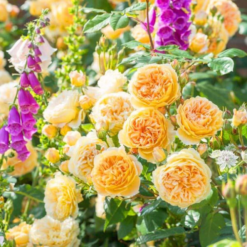 Роза английская кустовая Принцесса Маргарет (Crown Princess Margareta) Роза английская кустовая Принцесса Маргарет (Crown Princess Margareta)