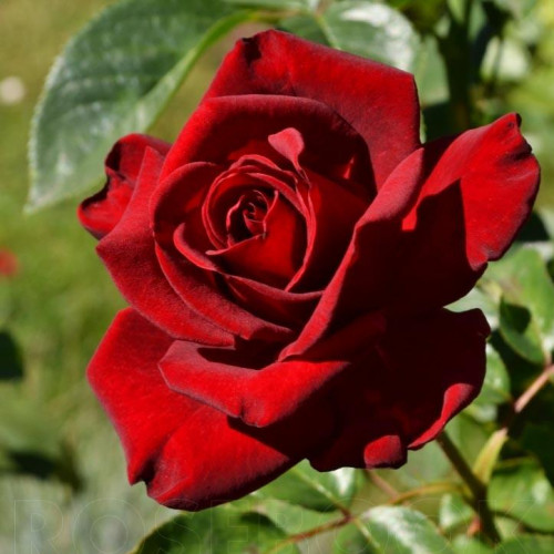 Роза чайно-гибридная Madonna Роза чайно-гибридная Madonna