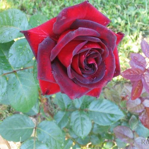 Роза чайно-гибридная Madonna Роза чайно-гибридная Madonna