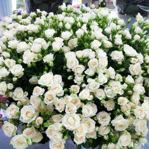 Роза флорибунда Роза флорибунда