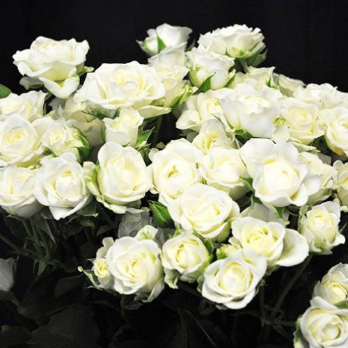 Роза флорибунда Роза флорибунда