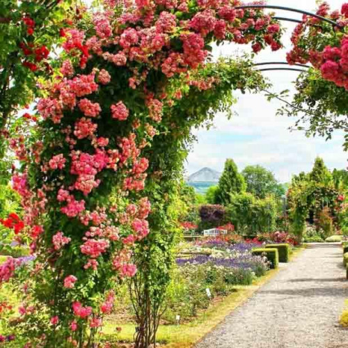 Роза плетистая Rose Garden Роза плетистая Rose Garden