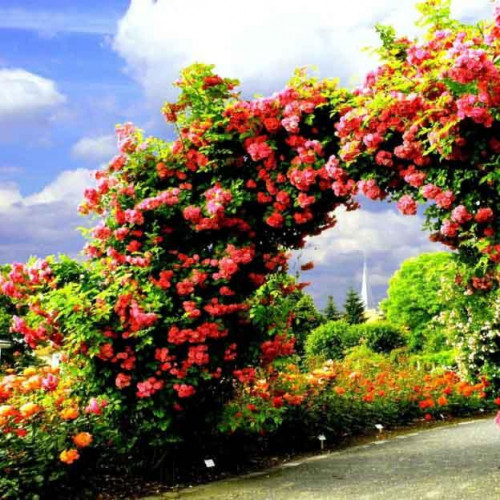 Роза плетистая Rose Garden Роза плетистая Rose Garden