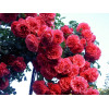 Роза плетистая Розариум Ютерсен (Rosarium Uetersen) Роза плетистая Розариум Ютерсен (Rosarium Uetersen)