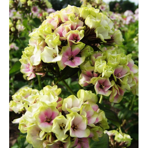 Флокс Sherbet Cocktail (Щербет Коктейл) Флокс Sherbet Cocktail (Щербет Коктейл)