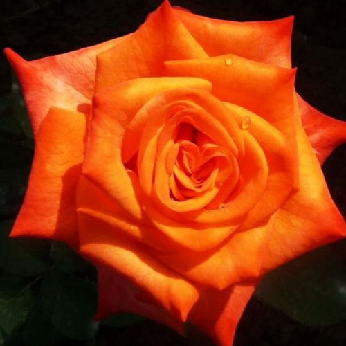 Роза чайно-гибридная Золотая магия ОКС купить за 530 р. в садовом центре АСТ Мед