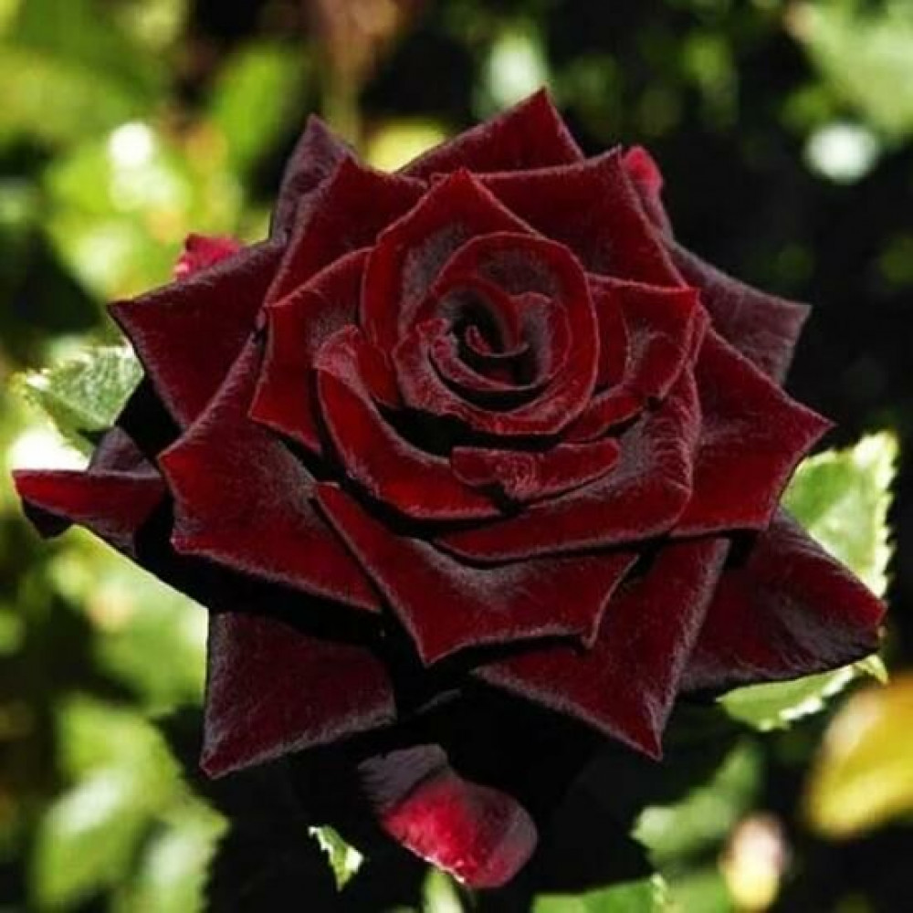 Aonisty black rose
