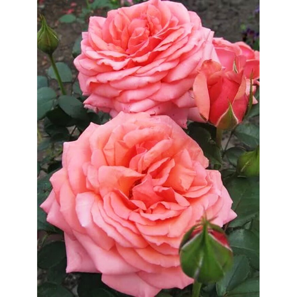 Роза Бермуда популярный сорт с характеристиками и секретами выращивания