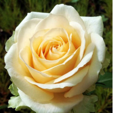 Роза чайно-гибридная Пич Аваланш (Avalanche Peach)