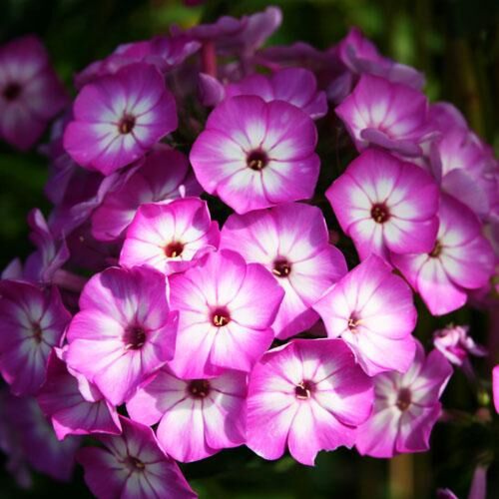 флокс флейм. флокс метельчатый флейм коралл. флокс метельчатый 'flame pink eye'. флокс фламе пурпле. флокс purple flame.