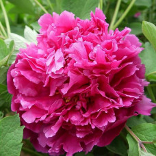 Пион Тайная Страсть