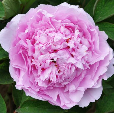 Пион Прозрачная Роса