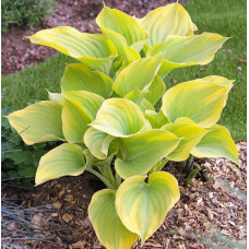 Хоста Dutch Flame (Датч Флейм) М