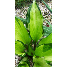 Хоста Island Charm (Айленд Чарм) S