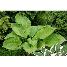 Хоста Final Summation (Файнл Саммейшн) XL