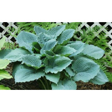 Хоста Queen of the Seas (Квин оф зе Сиаз) L