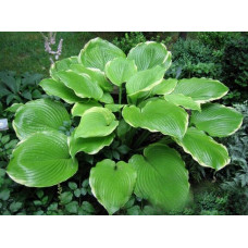 Хоста Winter Snow (Винтер Сноу) L