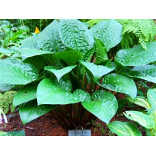 Хоста Celtic Uplands (Келтик Аплендс) L