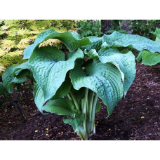 Хоста Frank Lloyd Wright (Франк Ллойд Райт) XL