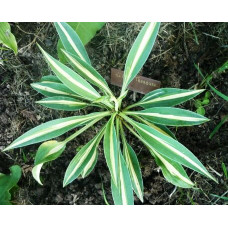 Хоста Little Treasure (Литл Треже) S