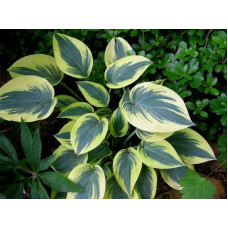 Хоста First Frost (Фест Фрост) М