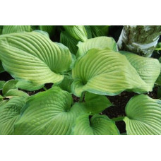Хоста Fran Godfrey (Фрэн Годфри) XL
