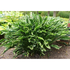 Хоста Praying Hands (Прэйинг Хэндс) М