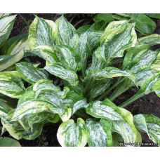 Хоста Winter Lightning (Винтер Лаитининг) М