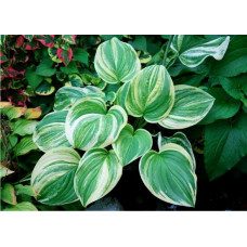 Хоста Sweet and Sour (Свит энд Соур) М