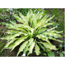 Хоста Pineapple Upsidedown Cake (Пайнэпл Апсайд Кейк) М