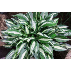 Хоста Dixie Chickadee (Дикси Чикади) S