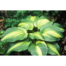 Хоста Hollywood Lights (Голливуд Лайтс) S