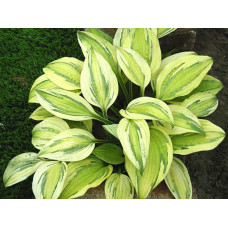 Хоста Captain's Adventure (Кэпитанс Адвенчер) М