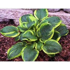 Хоста Unforgettable (Анфогетабл) L